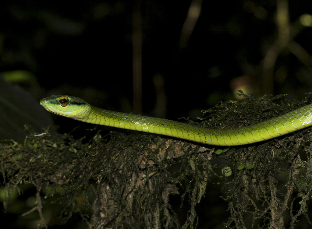 Leptophis ahaetulla occidentalis from 3 km al sur de Puerto Viejo de ...