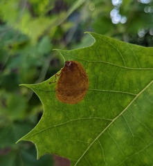 Ectoedemia platanella