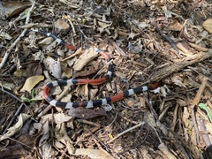 Micrurus laticollaris