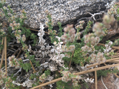 Galium parishii