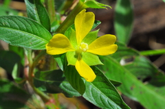 Ludwigia octovalvis octovalvis