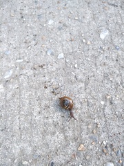 Macrochlamys hippocastaneum