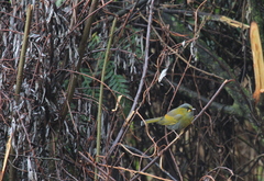 Liocichla steerii