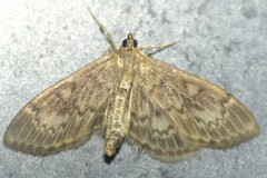 Anania lancealis