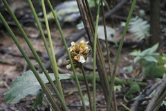 Goeppertia inocephala