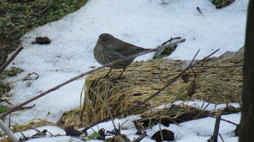 Plumbeous Sierra Finch (Geospizopsis unicolor), photo 10