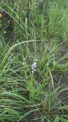 Verbena xutha