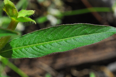 Ludwigia octovalvis octovalvis