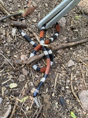 Micrurus laticollaris