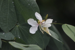 Bauhinia picta