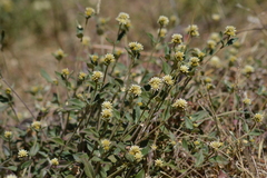 Alternanthera pubiflora