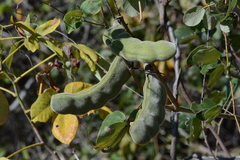 Macropsychanthus grandiflorus