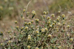 Alternanthera pubiflora