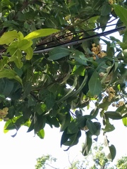 Syzygium samarangense