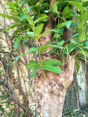 Syzygium samarangense