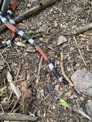 Micrurus laticollaris