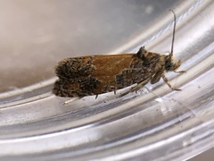 Olethreutes osmundana