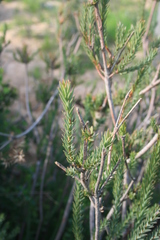 Leucadendron stellare