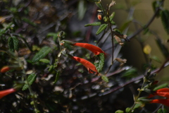Salvia oppositiflora