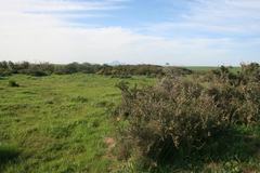 Leucadendron stellare