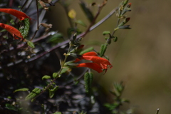 Salvia oppositiflora