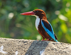 Halcyon smyrnensis