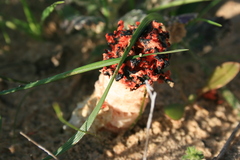 Lysurus corallocephalus