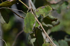 Macropsychanthus grandiflorus