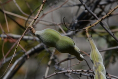 Macropsychanthus grandiflorus