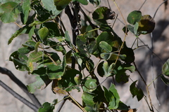 Macropsychanthus grandiflorus