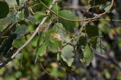 Macropsychanthus grandiflorus