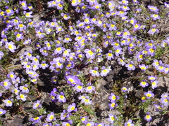 Porterella carnosula