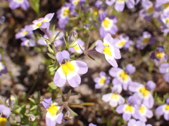 Porterella carnosula