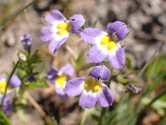 Porterella carnosula