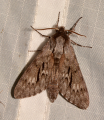 Lapara bombycoides