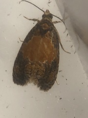 Olethreutes osmundana