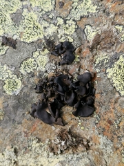 Umbilicaria polyphylla