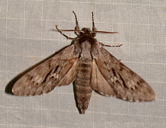 Lapara bombycoides