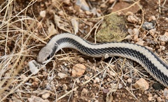 Salvadora hexalepis hexalepis