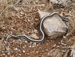 Salvadora hexalepis hexalepis