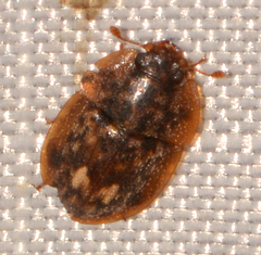 Lobiopa undulata