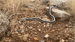 Salvadora hexalepis hexalepis