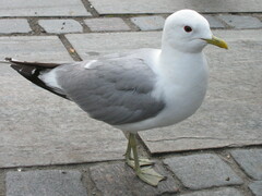 Larus canus