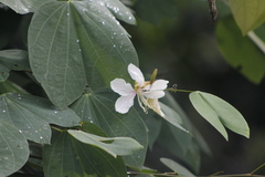Bauhinia picta
