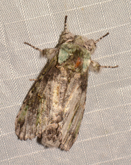 Macrurocampa marthesia