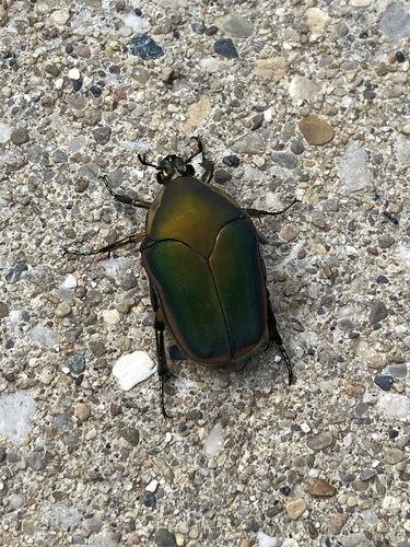 Common Green June Beetle, N Woodbridge Dr, Bloomington, IN, US, photo 8 of 10