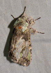 Macrurocampa marthesia