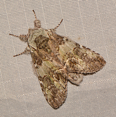 Macrurocampa marthesia