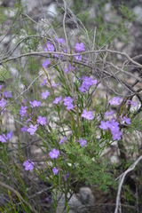 Bouchea linifolia
