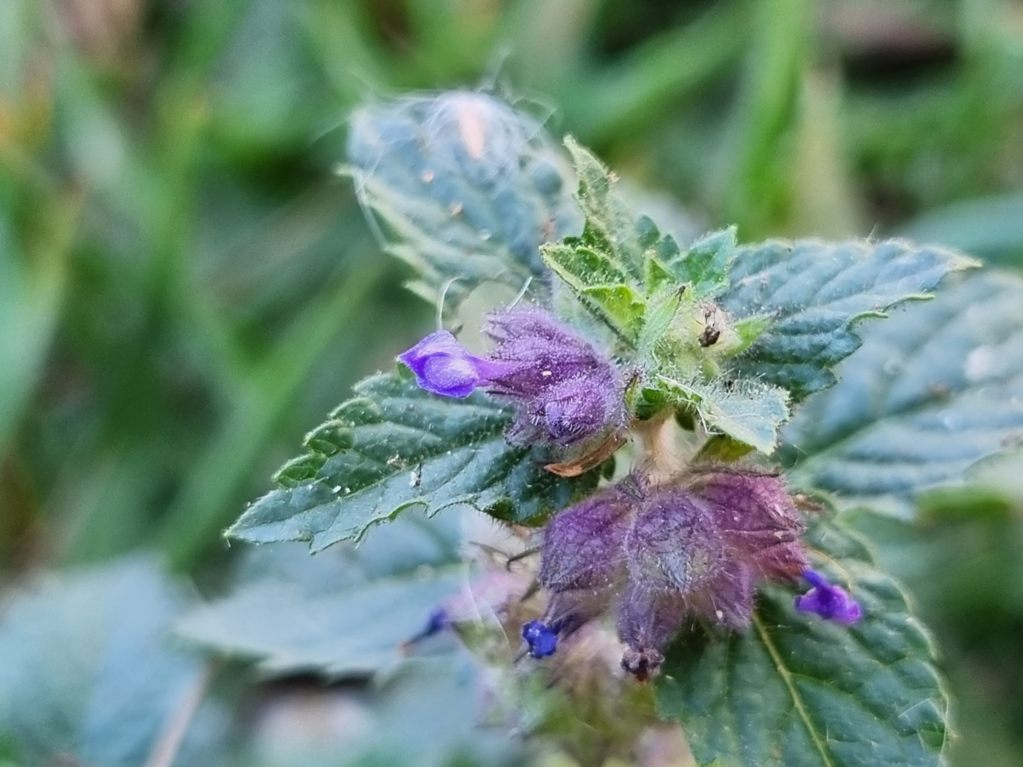 Marsypianthes chamaedrys